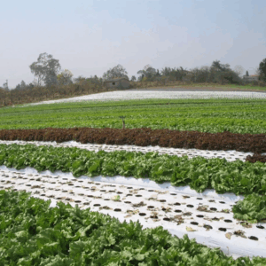 MULCH BICAPA BL/NE LAM 120X025 IMP    50mts